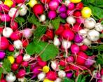 Radijs Easter Eggs, Ophalen of Verzenden, Voorjaar, Volle zon, Zaad
