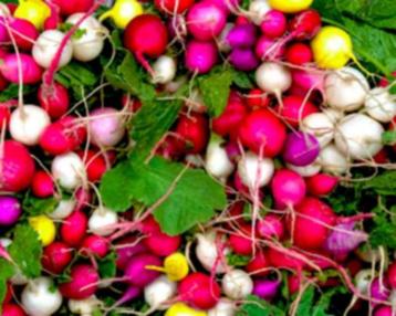 Radijs Easter Eggs beschikbaar voor biedingen