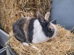 Hollander dekram ram konijn, Dieren en Toebehoren, Konijnen, Mannelijk, Groot