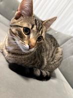 Kitten aangeboden!, Dieren en Toebehoren, Katten en Kittens | Overige Katten, Kater, Kortharig, 0 tot 2 jaar