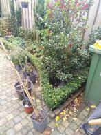 Buxus haagjes gratis, Ophalen, Buxus, Haag, Minder dan 100 cm