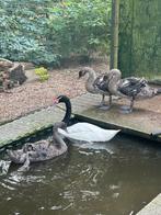 Zwarte zwanen, Geslacht onbekend, Gans of Zwaan