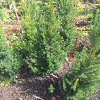 Taxus Baccata - Ideaal voor hagen, Ophalen, Bloeit niet, Halfschaduw, Overige soorten