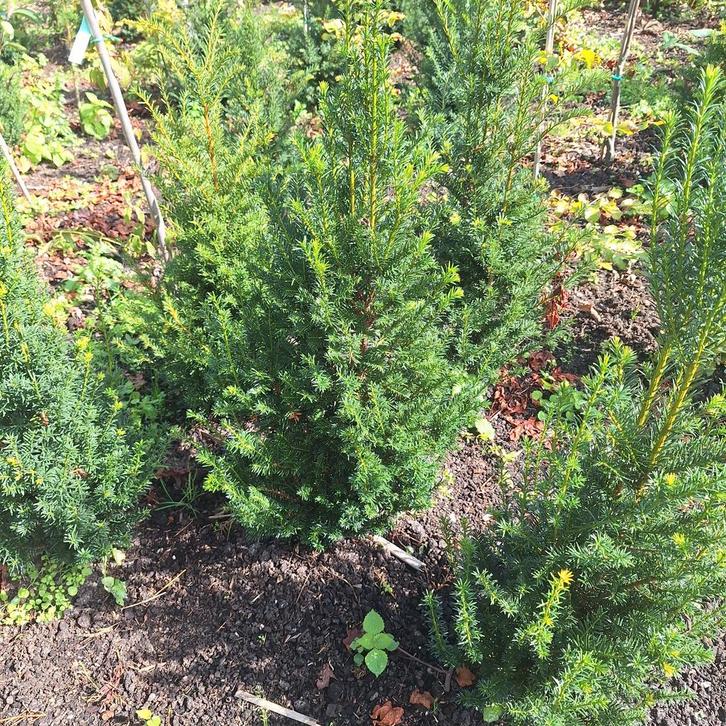 Taxus Baccata - Ideaal voor hagen, Tuin en Terras, Planten | Bomen, Overige soorten, Minder dan 100 cm, Halfschaduw, Bloeit niet