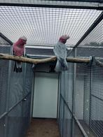 Prachtige overwand koppel Rose kaketoe, Dieren en Toebehoren, Meerdere dieren, Papegaai, Geringd