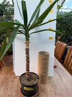 Yucca/Palmlelie &, Ophalen, Halfschaduw, In pot, Minder dan 100 cm