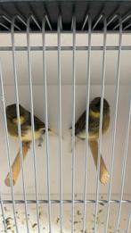 Koppel glosters 2025, Meerdere dieren