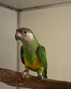 Bonte boeren, Dieren en Toebehoren, Vogels | Parkieten en Papegaaien, Mannelijk, Parkiet