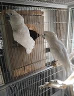 Witkuif kaketoe pop GEZOCHT, Dieren en Toebehoren, Vogels | Parkieten en Papegaaien, Vrouwelijk, Papegaai, Geringd