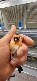 putter, Mannelijk, Wildzangvogel, Geringd