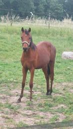 Leuke jaarlinghengst D maat, Dieren en Toebehoren, Pony's, Gechipt, 0 tot 2 jaar, Hengst, Onbeleerd