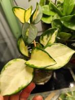 Hoya carnosa tricolor, Huis en Inrichting, Kamerplanten, Ophalen, Halfschaduw, Minder dan 100 cm