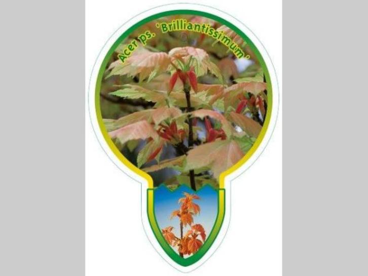 Acer pseudplatanus Brilliantissimum' Byzondere bonte esdoorn, Tuin en Terras, Planten | Bomen, Bolboom, 100 tot 250 cm, Halfschaduw