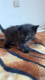 Kitten‍, Dieren en Toebehoren, Kater, 0 tot 2 jaar
