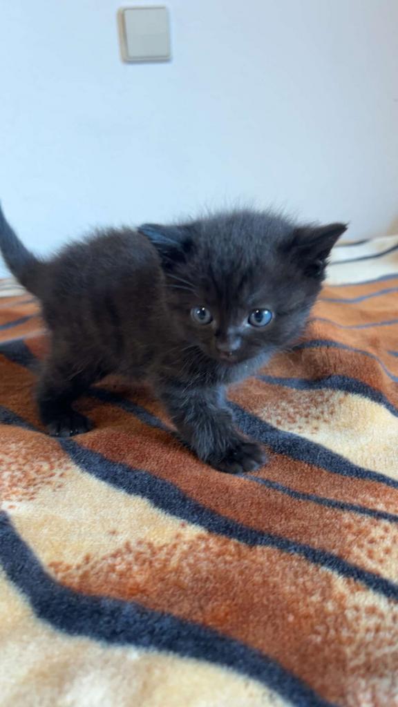 Kitten‍, Dieren en Toebehoren, Katten en Kittens | Raskatten | Korthaar, Kater, 0 tot 2 jaar