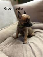 Mechelse herder pups, Dieren en Toebehoren, Honden | Herdershonden en Veedrijvers, 8 tot 15 weken, Meerdere, Meerdere dieren, Herder