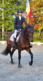 Allround E-pony merrie 8 jaar, L1 dressuur, donkerbruin, Dieren en Toebehoren, Pony's, L, 7 tot 10 jaar, Merrie, Gechipt