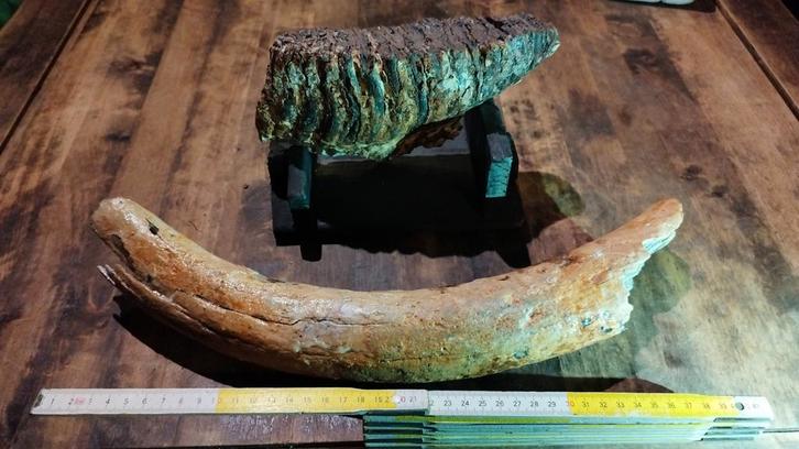 Mammoet Slagtand en Kies op Standaard, Verzamelen, Mineralen en Fossielen, Fossiel, Ophalen of Verzenden