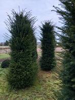 Taxus baccata 250/300, Tuin en Terras, Planten | Bomen, Ophalen, Bloeit niet, Halfschaduw, Overige soorten