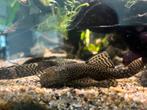 Borstelneus ancistrus, Dieren en Toebehoren, Vis, Zoetwatervis