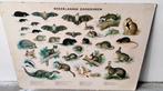 Vintage poster Nederlandse zoogdieren 100x70cm, Gebruikt, 50 tot 75 cm, Ophalen of Verzenden, 75 tot 100 cm