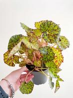 Begonia Rex Green Fever stek/stekje, Overige soorten, Minder dan 100 cm, Ophalen of Verzenden, Halfschaduw