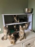 Echte Mainecoon kittens met stamboom, Meerdere dieren, Met stamboom