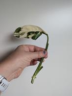 Monstera Lechleriana variegata stek, Ophalen of Verzenden, Halfschaduw, Minder dan 100 cm
