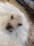 Siamese kittens te koop.