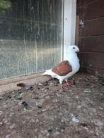 Oud Hollandse meeuw,  duif, Dieren en Toebehoren, Vogels | Duiven, Mannelijk, Overige soorten