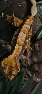Wimpergekko man, Dieren en Toebehoren, Hagedis, Tam, 0 tot 2 jaar
