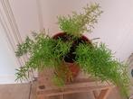 Asparagus,  kan ook buiten, Huis en Inrichting, Kamerplanten, Ophalen, Overige soorten, Minder dan 100 cm