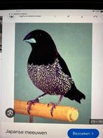 Tropen, Dieren en Toebehoren, Vogels | Duiven, Meerdere dieren