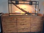Koningspython Python Regius wildkleur + terrarium te koop, Dieren en Toebehoren