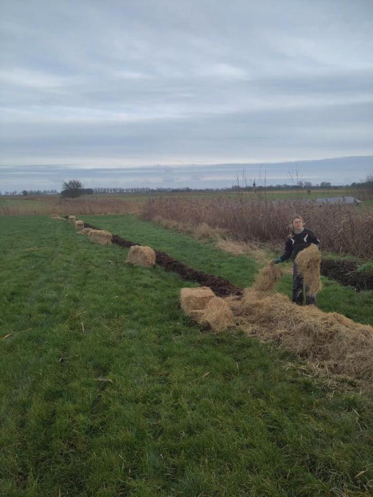 Oud Stro en Hooi gezocht!, Dieren en Toebehoren, Dierenvoeding, Vee, Ophalen