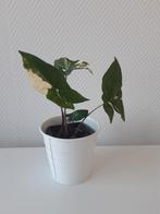 Syngonium variegata, Huis en Inrichting, Kamerplanten, Ophalen, Overige soorten, Halfschaduw, Minder dan 100 cm