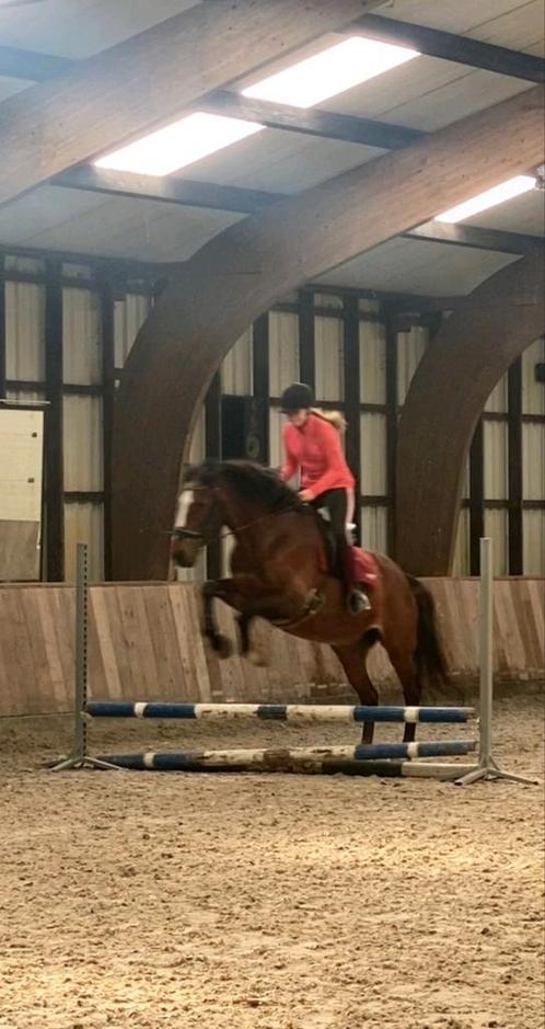 Gezocht verzorg shetlander/pony, Dieren en Toebehoren, Paarden en Pony's | Verzorgingsproducten, Zo goed als nieuw, Ophalen