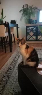 Poes ivm emigratie, Dieren en Toebehoren, Katten en Kittens | Overige Katten, Poes