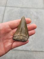 Hastalis 7cm haaientand Antwerpen, Verzamelen, Mineralen en Fossielen, Ophalen of Verzenden, Fossiel