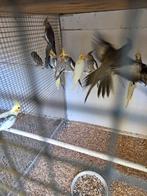 Vele valkparkieten, Dieren en Toebehoren, Vogels | Parkieten en Papegaaien, Meerdere dieren, Parkiet