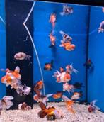 Handpick Oranda, RozentailGoudvis 8 /10 cm- Koidreams, Vis, Zoetwatervis