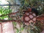 Kunstplant in hanger, Huis en Inrichting, Ophalen, Halfschaduw, Minder dan 100 cm