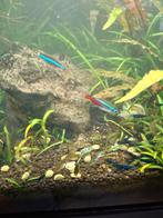 Blauwe garnalen en algeneters te koop, Dieren en Toebehoren, Vissen | Aquariumvissen, Kreeft, Krab of Garnaal