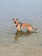 Mechelse herder, Dieren en Toebehoren, Honden | Herdershonden en Veedrijvers, Particulier, Buitenland, Teef, Parvo