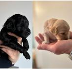 Prachtige Goldendoodle pups! 2 kleurig, nog 2 beschikbaar!, Overige rassen, 8 tot 15 weken, Parvo, Meerdere