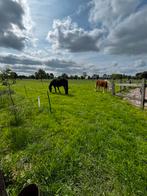 Pension stalling Ede, Dieren en Toebehoren, Stalling en Weidegang, Stalling, 1 paard of pony