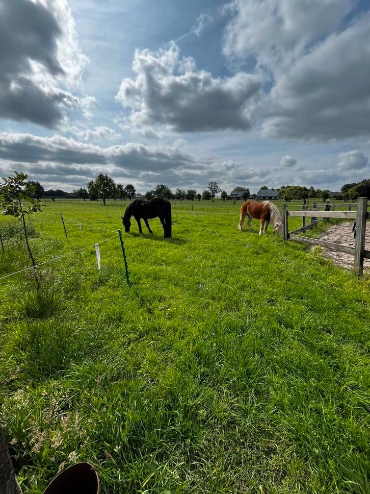 Pension stalling Ede, Dieren en Toebehoren, Stalling en Weidegang, Stalling, 1 paard of pony