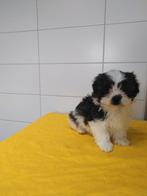 Boomer pups maltezer shih tzu lhasa apso teckel puppy hond, Nederland, Overige rassen, CDV (hondenziekte), 8 tot 15 weken