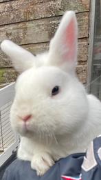 Mannetjes konijn zoekt een nieuw huisje, Dieren en Toebehoren, Konijnen, Mannelijk, Middelgroot, 0 tot 2 jaar