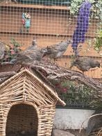 Californische kuifkwartel koppels, Meerdere dieren, Tropenvogel